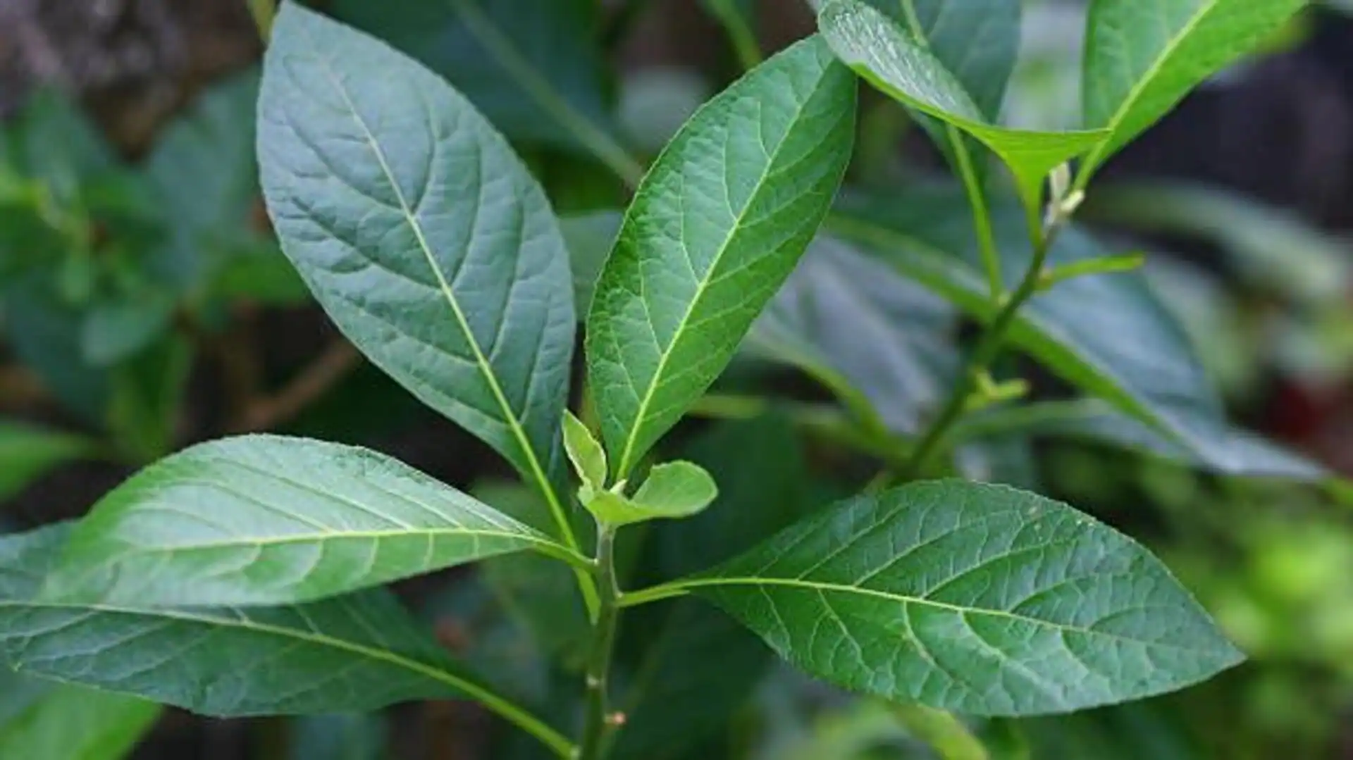 Bitter Leaf