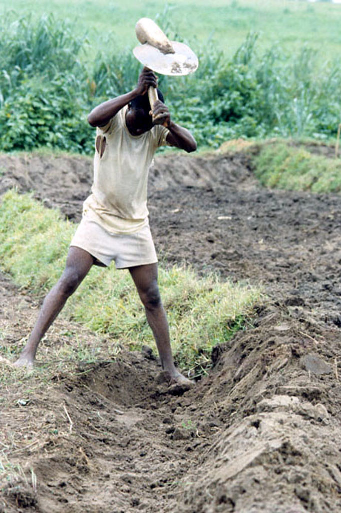 Farming in Etsako