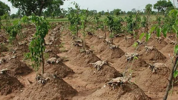 Fugar Agriculture and Hills
