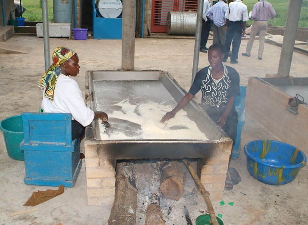 Cassava and rich agricultural soil in Iraokhor