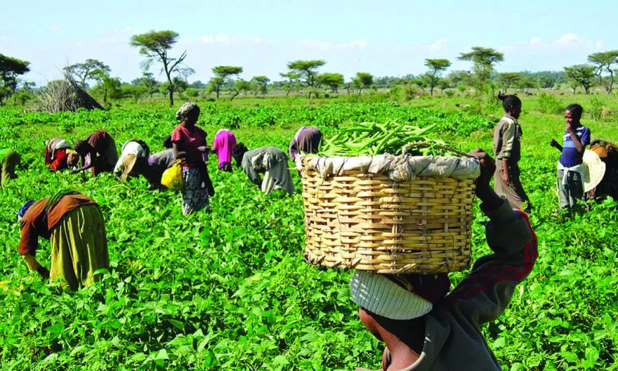 Ighawo Farmlands