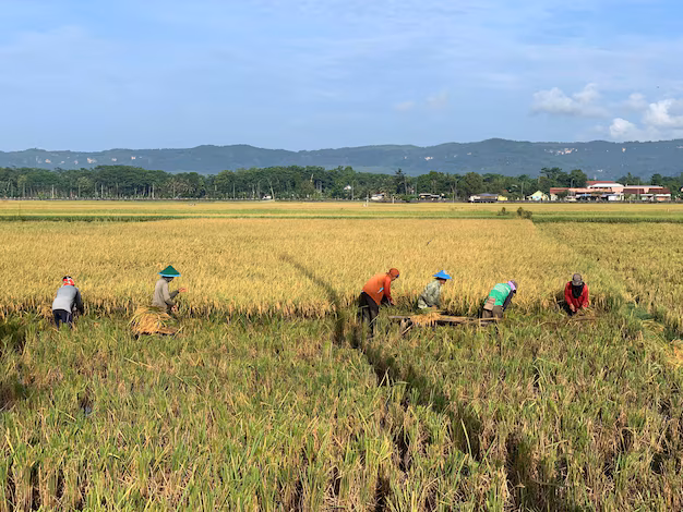 Agbede Rice Cultivation
