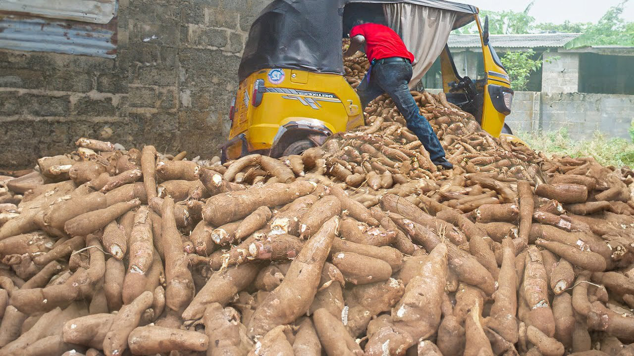 Aviele Farm Products Yam Cassava and Agricultural Harvest