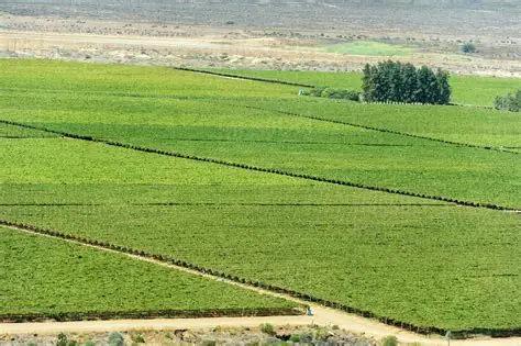Ikabigbo Farmlands