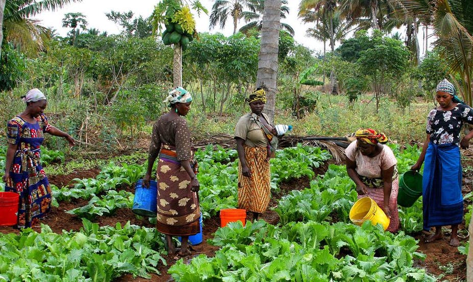 Irekpai Fertile Farms