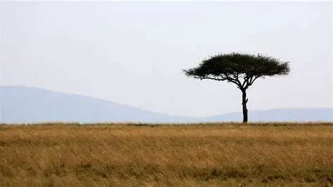 Open landscape around Iyuku